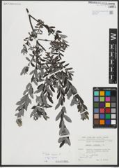 Foto von Salix repens subsp. repens L.